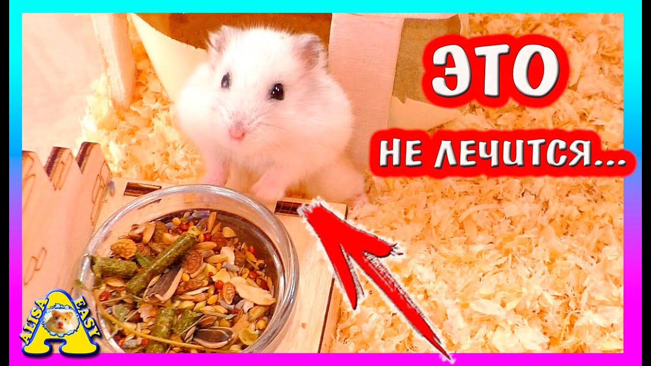 ЧТО С ДЖУНГАРСКИМ ХОМЯКОМ КУКИ? / КРЫСКИ РАЗРУШИТЕЛИ / ХОМКИ КНОПКА / Alisa Easy Pets