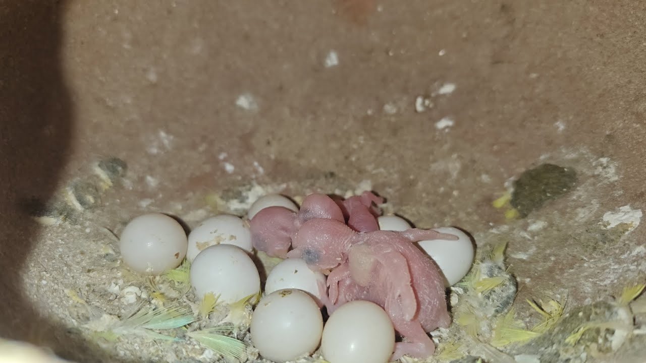BUDGIES PARROT CHICKS 🐥 AND EGGS 🥚|| HINDI /URDU ll