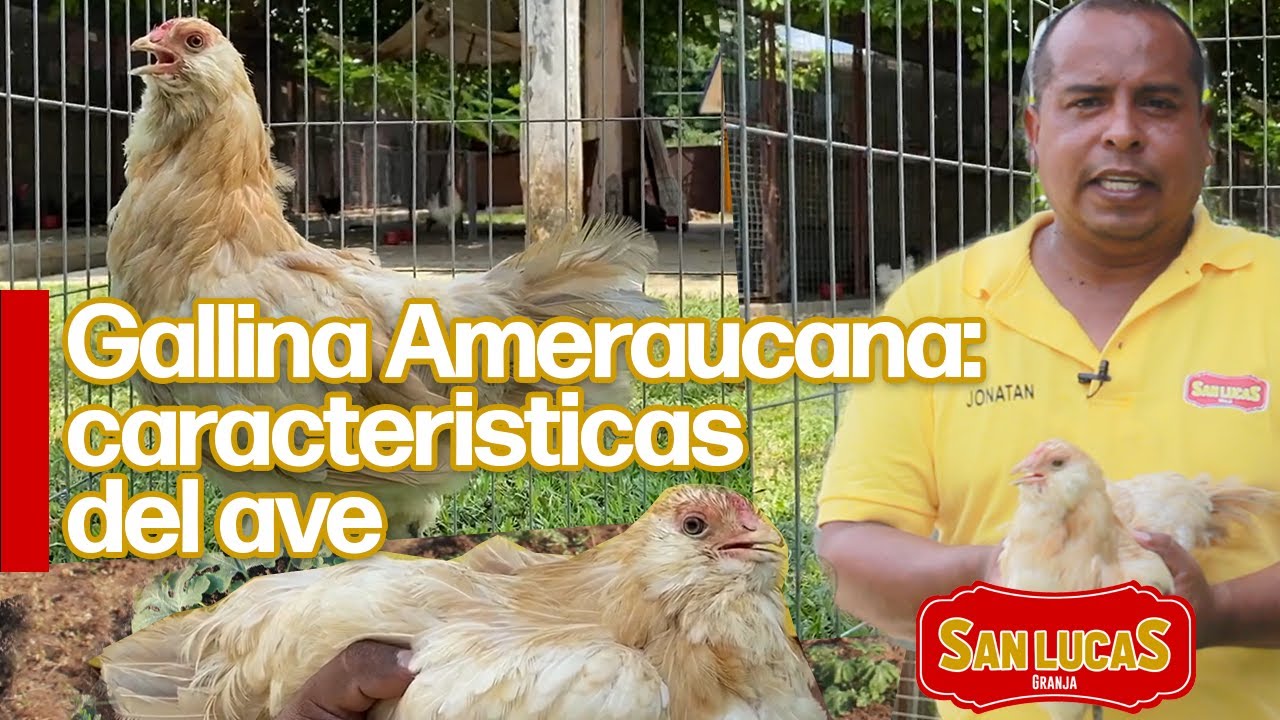 Conoce la gallina de raza Ameraucana | Granja San Lucas