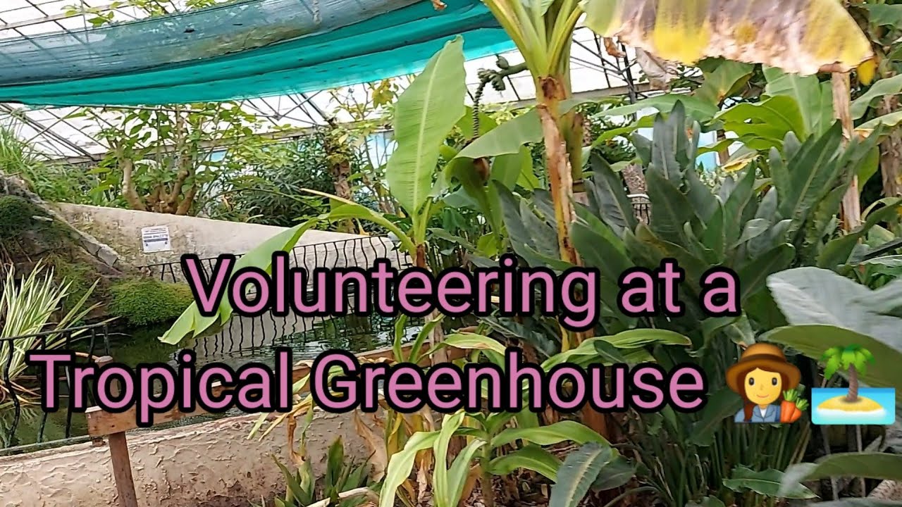 Volunteering at a Tropical Greenhouse 🏝👩‍🌾