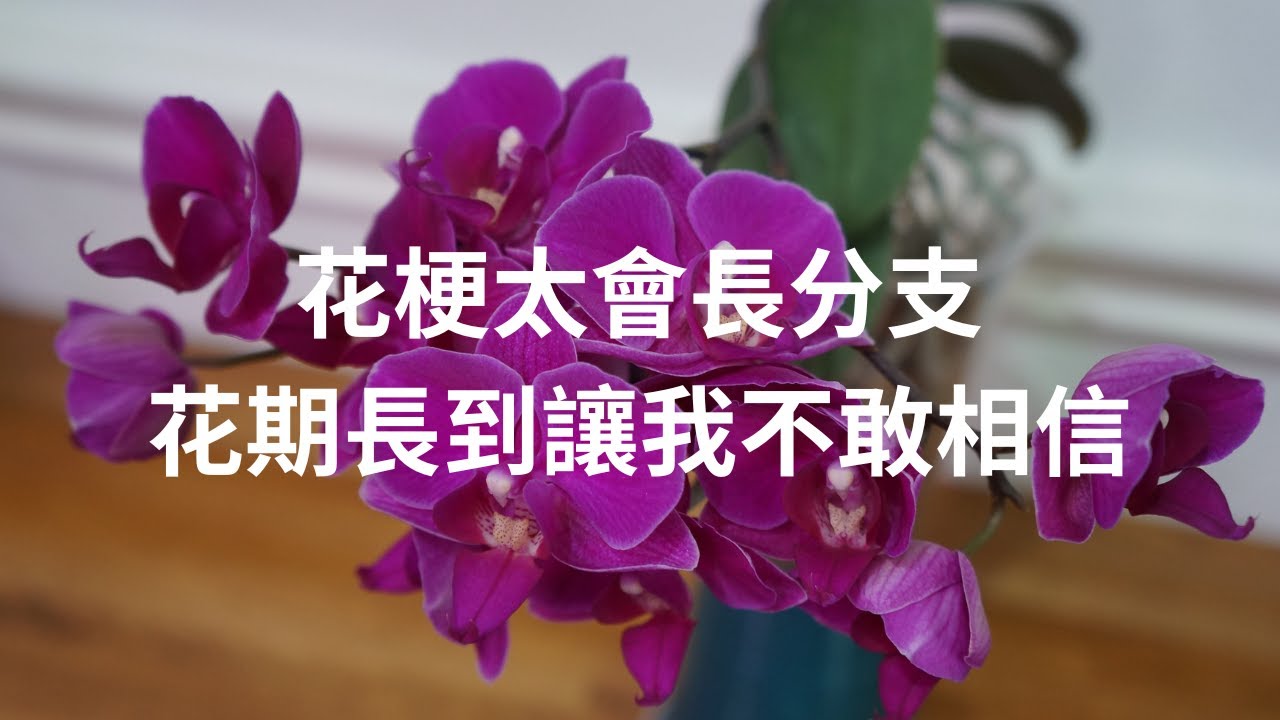 [CC/字幕] 朋友送的迷你蝴蝶蘭，養了多年發現他除了花期長，花梗超會長分支 | 蘭花種植