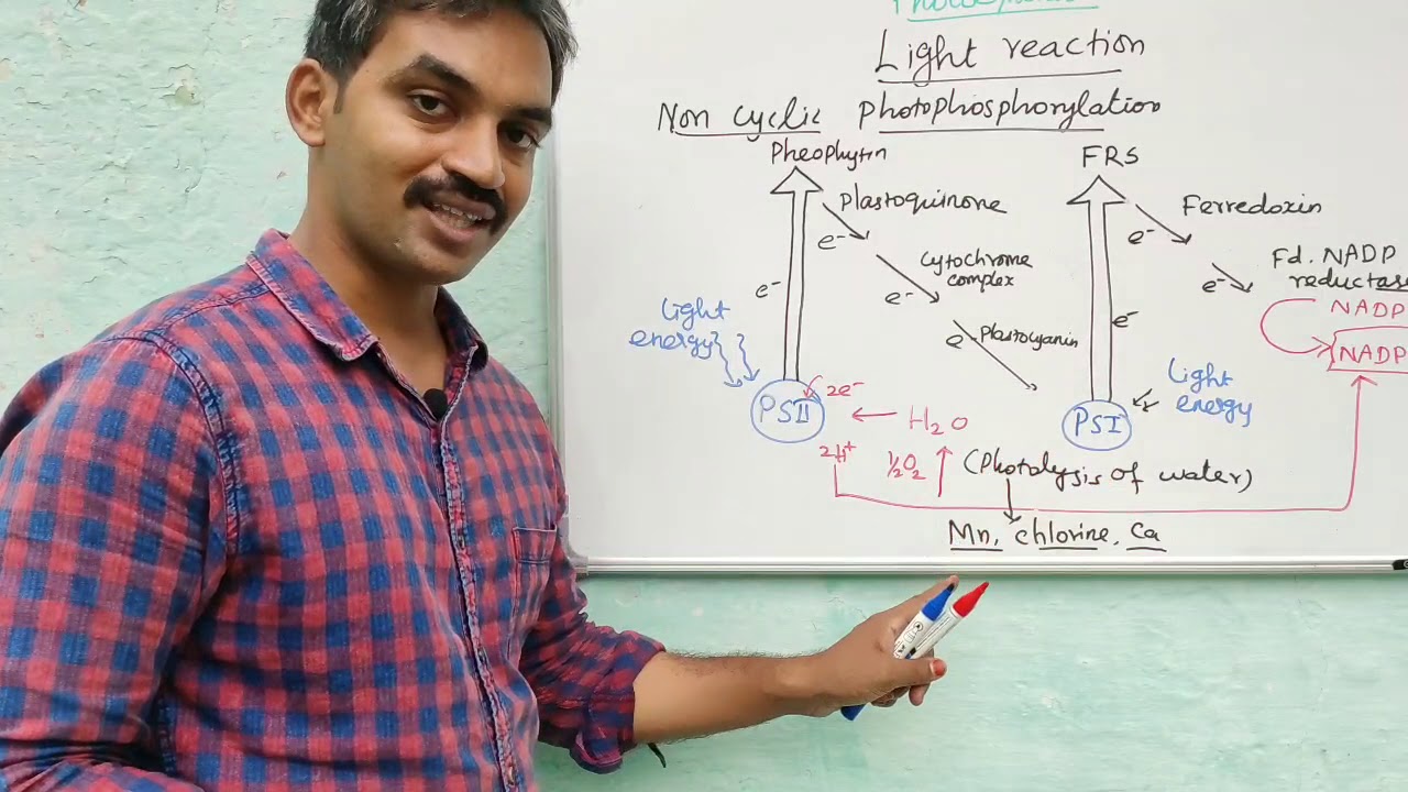 Light reaction | Cyclic and Non cyclic photophosphorylation | Hill's reaction