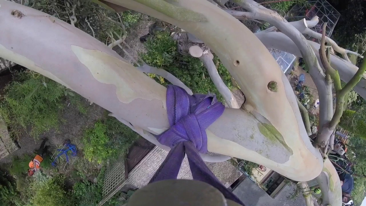 Using an 'English reeve' to remove a eucalyptus tree over a house