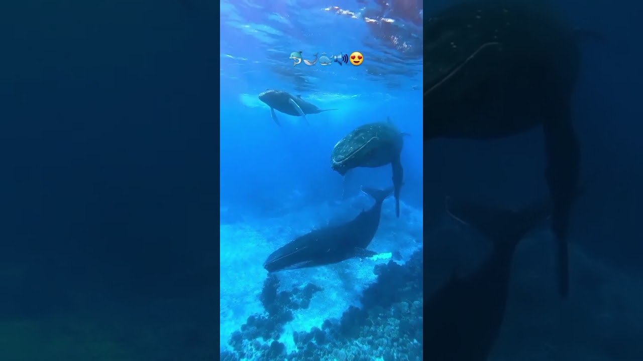 𝗤𝘂𝗿𝗮𝗻🎧🤍💆&zwj;♂️🫀😍