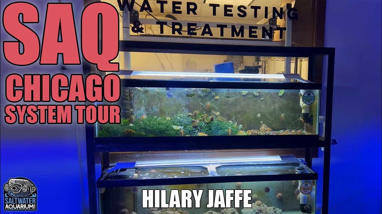 SaltwaterAquarium.com Chicago Clean Up Crew & Invertebrate Quarantine & System Tour - Hillary Jaffe