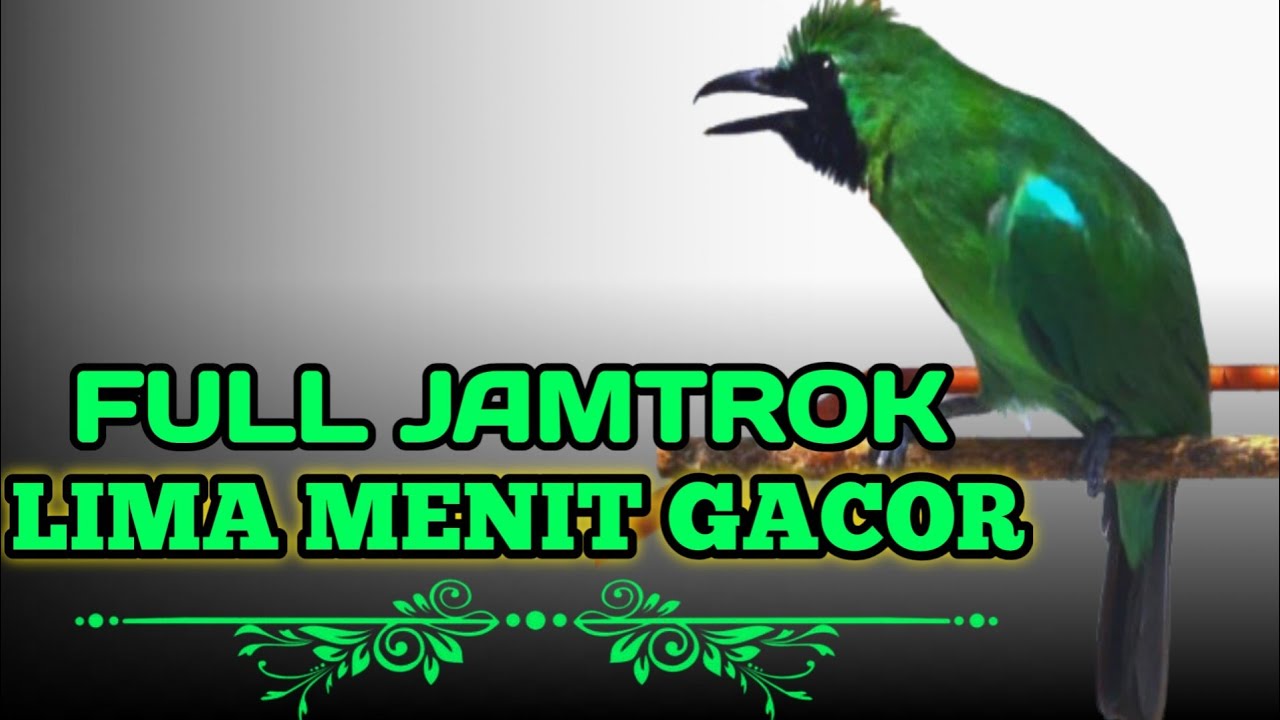 Pancingan Handal Cucak Ijo Gacor! Jitu Dalam Membuat Ijo Lain Cepat Naik Emosi Langsung Jamtro Emosi