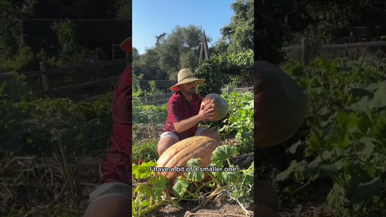 Giant Pumpkin Update