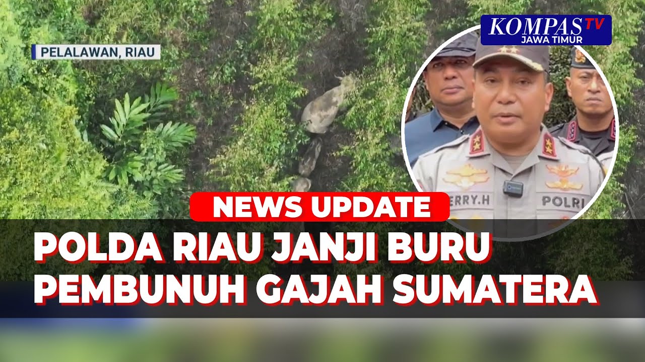 Gajah Sumatera Ditembak dan Diambil Gadingnya, Bukti Proyektil Ditemukan di TKP