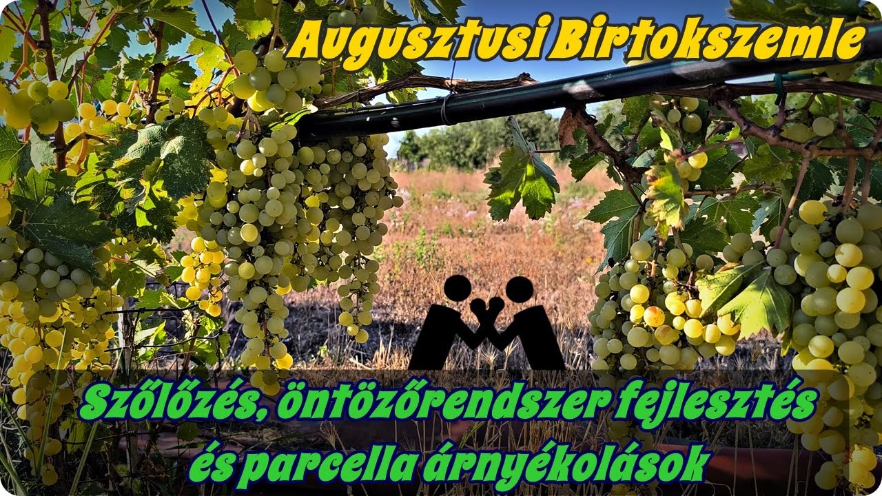 Egy - másfél kilós szőlőfürtök! - Szőlőszemle, öntözőrendszer fejlesztés és parcella árnyékolások