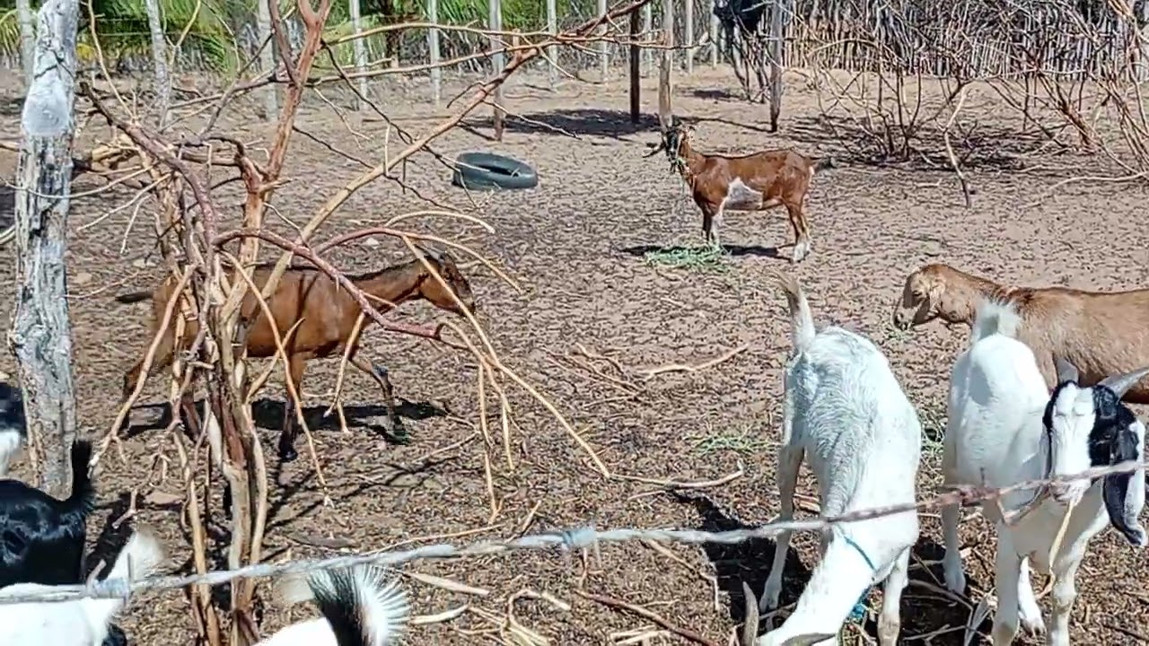 Esse foi mostrando um pouco da rotina aqui do sítio 🌳🌳🌲🌴🐓🐔🐐