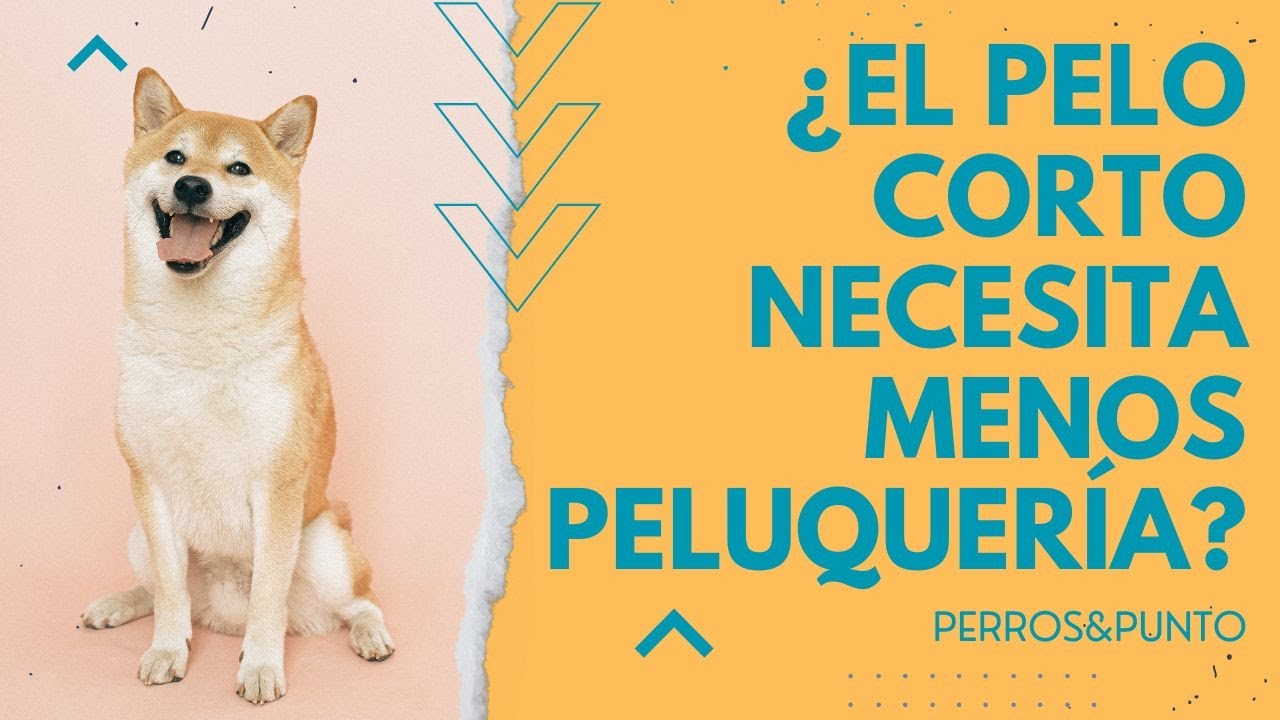 Desmontando MITOS sobre PELUQUER&Iacute;A CANINA🐶✂️- Con Hugo Pesquera