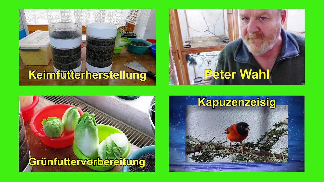 Zucht von Schwarzzeisig Schwarzbrustzeisig  Magellanzeisig Gelbbauchzeisig u. Kapuzenzeisig