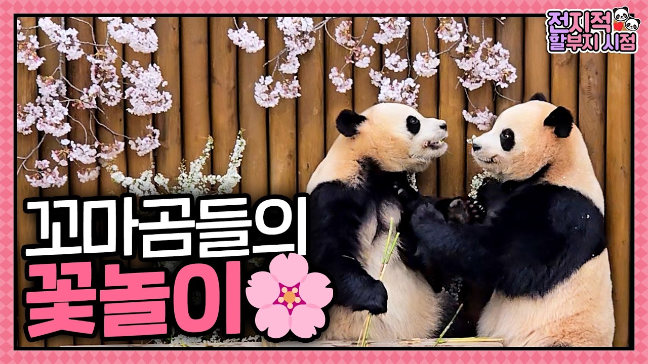 Кто здесь цветочек?🌸 Руи и Хуи очарованы весной от дедушки🐼