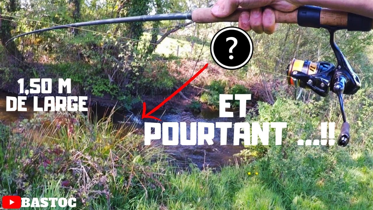 Je CARTONNE sur ce PETIT RUISSEAU ! Comment c'est possible d'avoir AUTANT de GROSSES TRUITES ICI ?