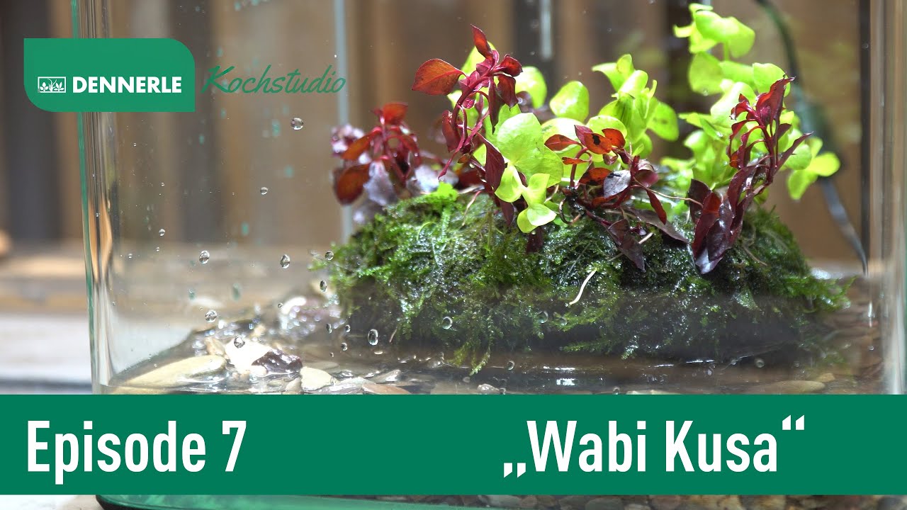 WABI KUSA! Ein Blumengesteck aus Aquariumpflanzen | Aquarium nach Rezept Episode 007