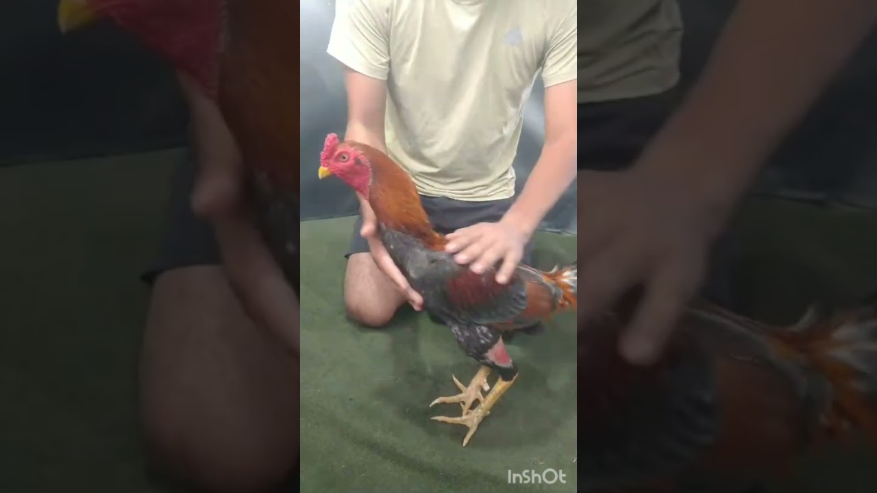 COMO ENTRENAR UN GALLO DESDE EL DIA 1 #GALLOSARGENTINA