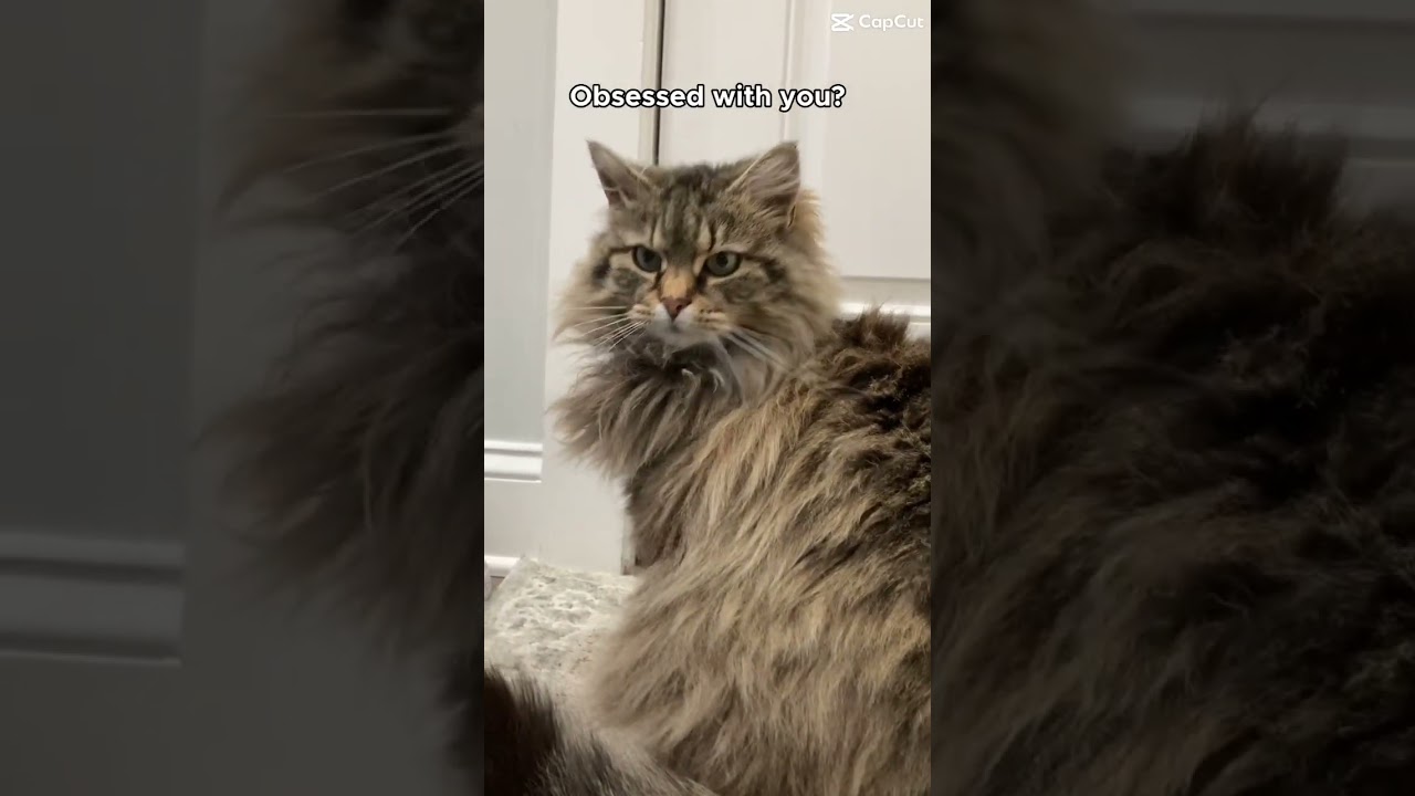 Yes ❤️ #cat #cute #fluffy #meow #tabbycat #kitty