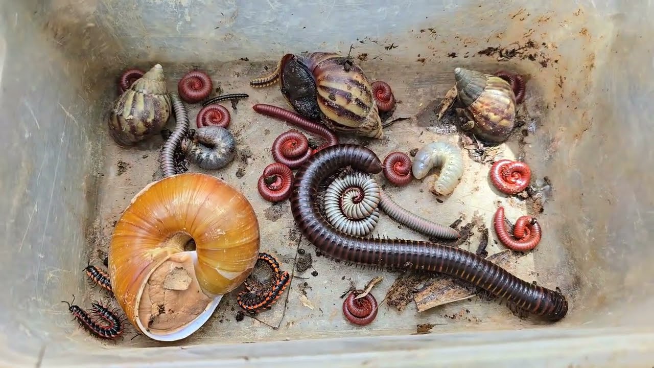 Special Moment Catch Big King Millipede, Gold Snail, Small Red Millipede, Scorpions, Larva