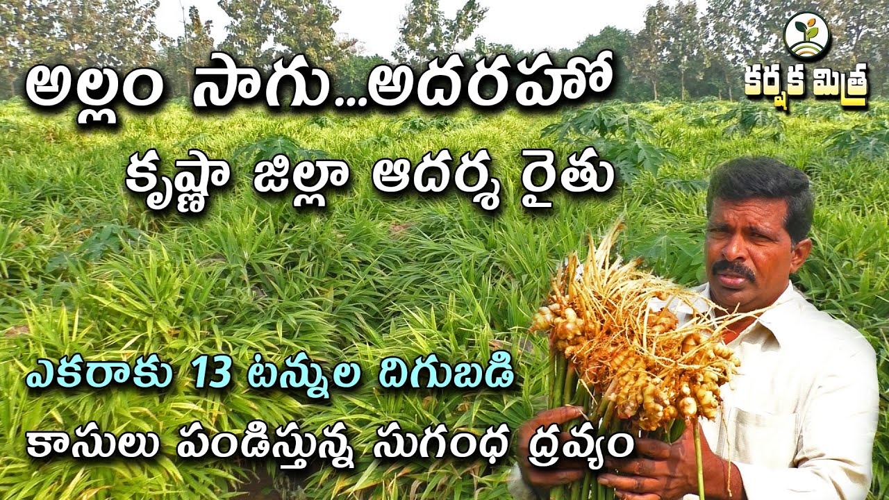 అల్లం సాగు నా జీవితాన్ని మలుపు తిప్పింది || Success Story of Ginger cultivation || Karshaka Mitra