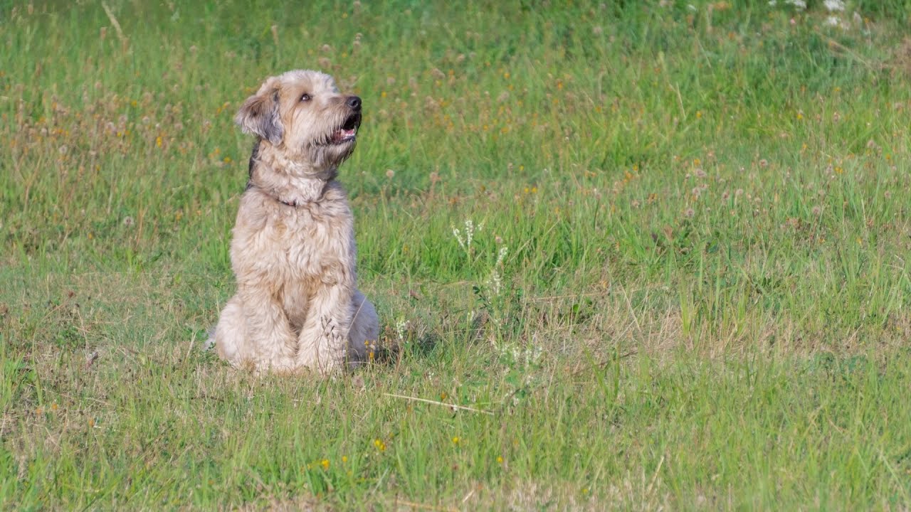 How to Adopt a Soft Coated Wheaten Terrier