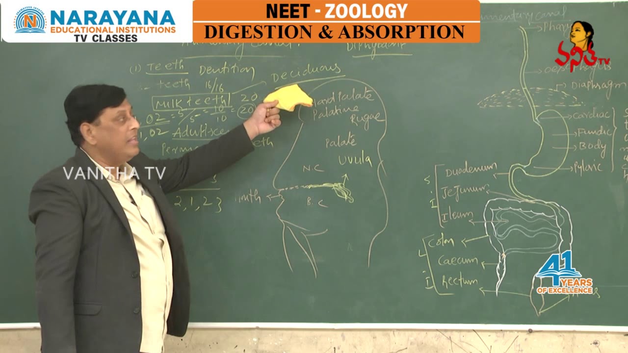 Digestion and Absorption | NEET Preparation - Zoology Class For Intermediate | Part -01 | Vanitha TV