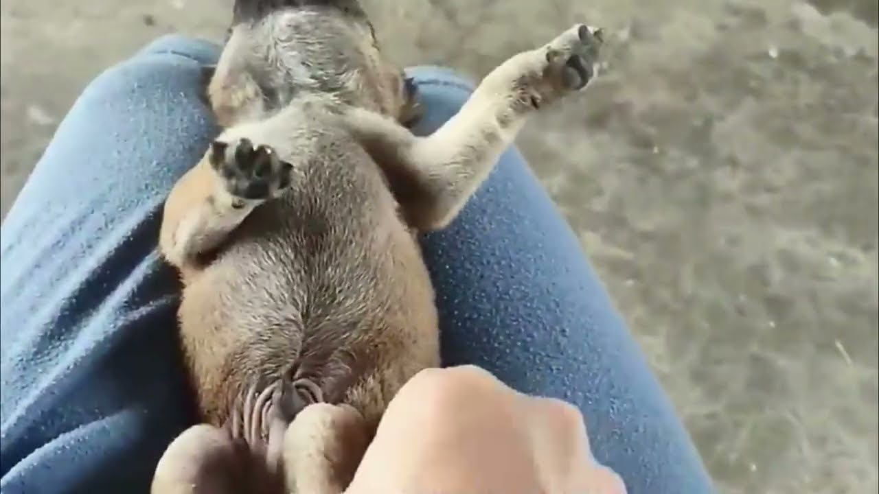 Found a puppy in the forest that couldn't walk or get up, and rescued it