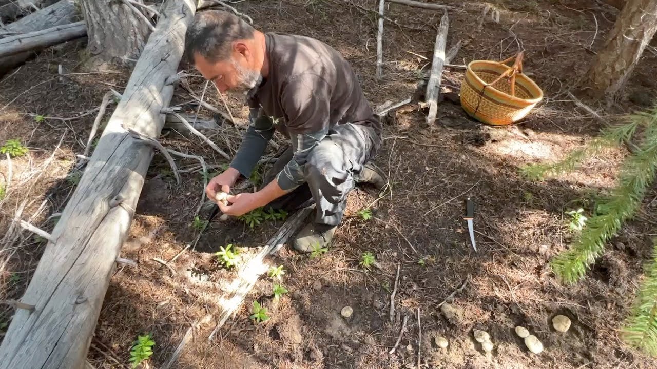 October 2022:  Unstoppable Oregon Matsutakes