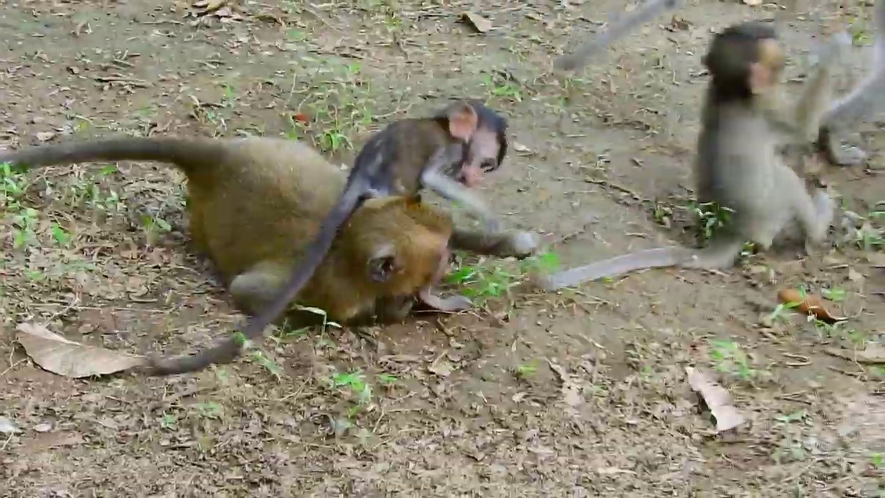Oh god help baby Daniela why mom do like this on her unbelievable / Monkey Post