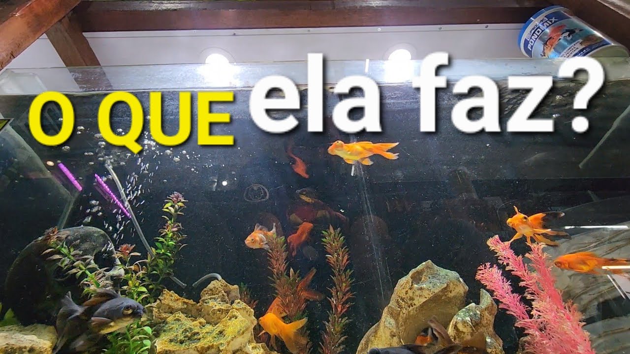 O SEGREDO DA ÁGUA CRISTALINA de kinguios NO AQUARIO DELA! Visita a Garagem do Aquarismo - Guarulhos