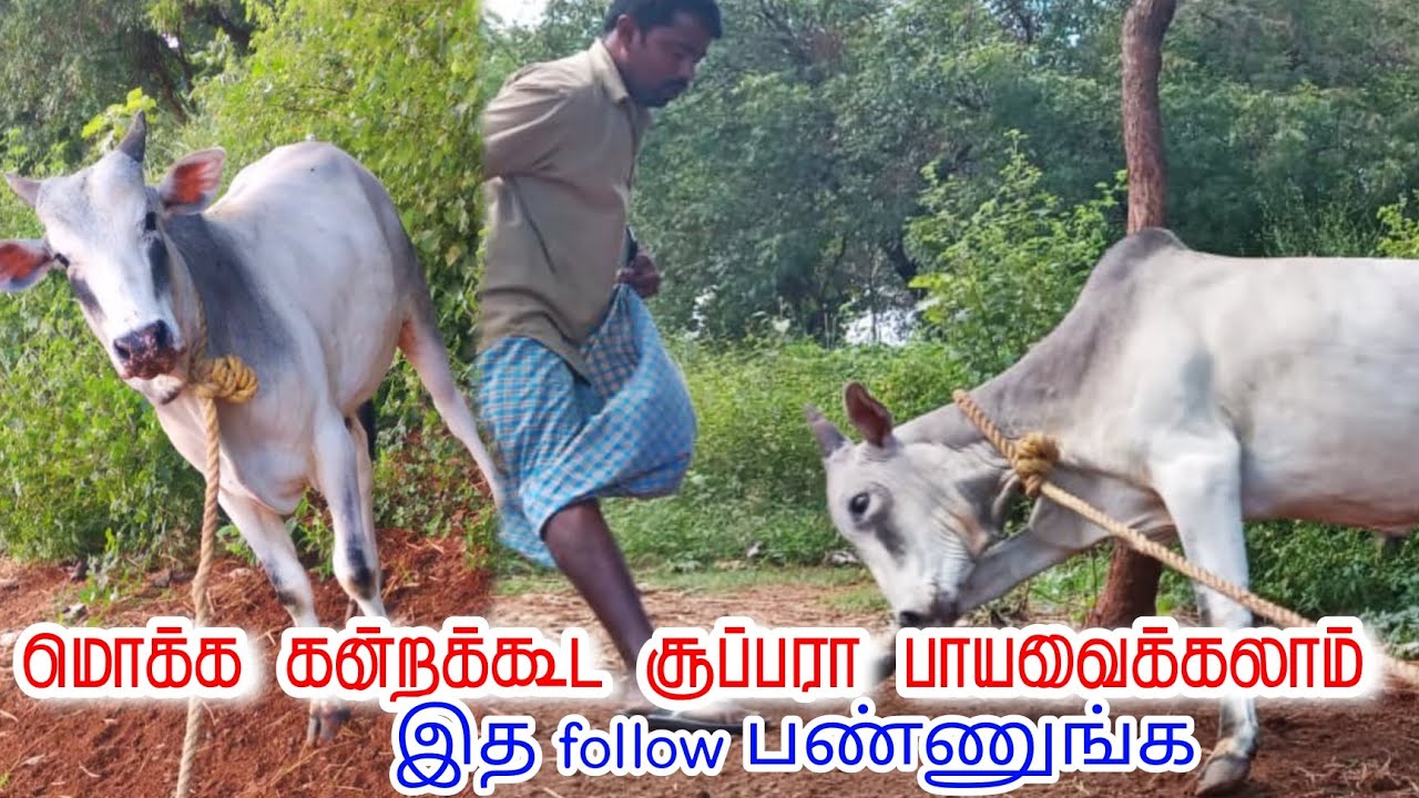 காளை சூப்பரா பாயும் இத பண்ணிபாருங்க/ஜல்லிக்கட்டு பயிற்சி 01