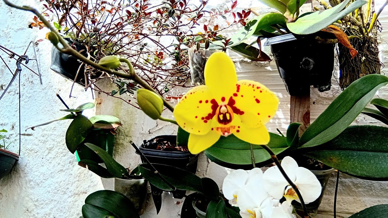 Orquídeas phalaenopsis,  descobri os segredos das orquídeas 