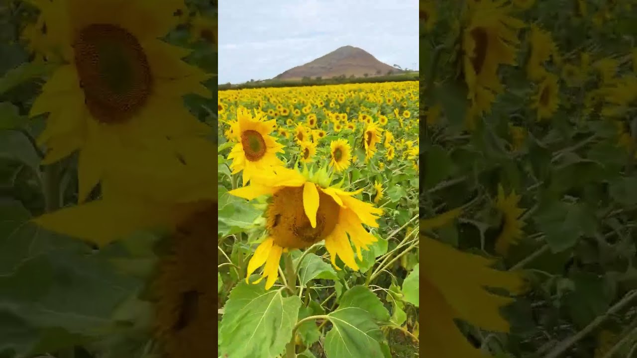 Scotland's colourful flora 🌻🌼 #visitscotland