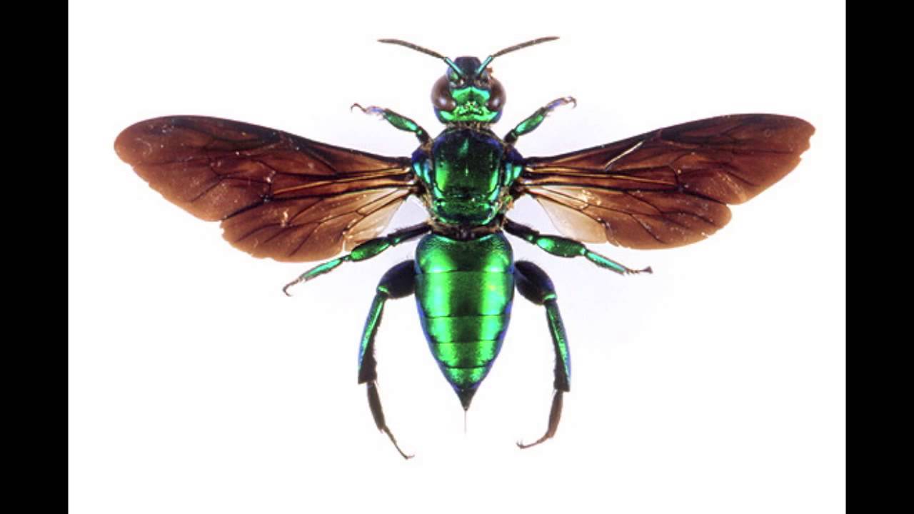 Life of the Green Orchid Bee!