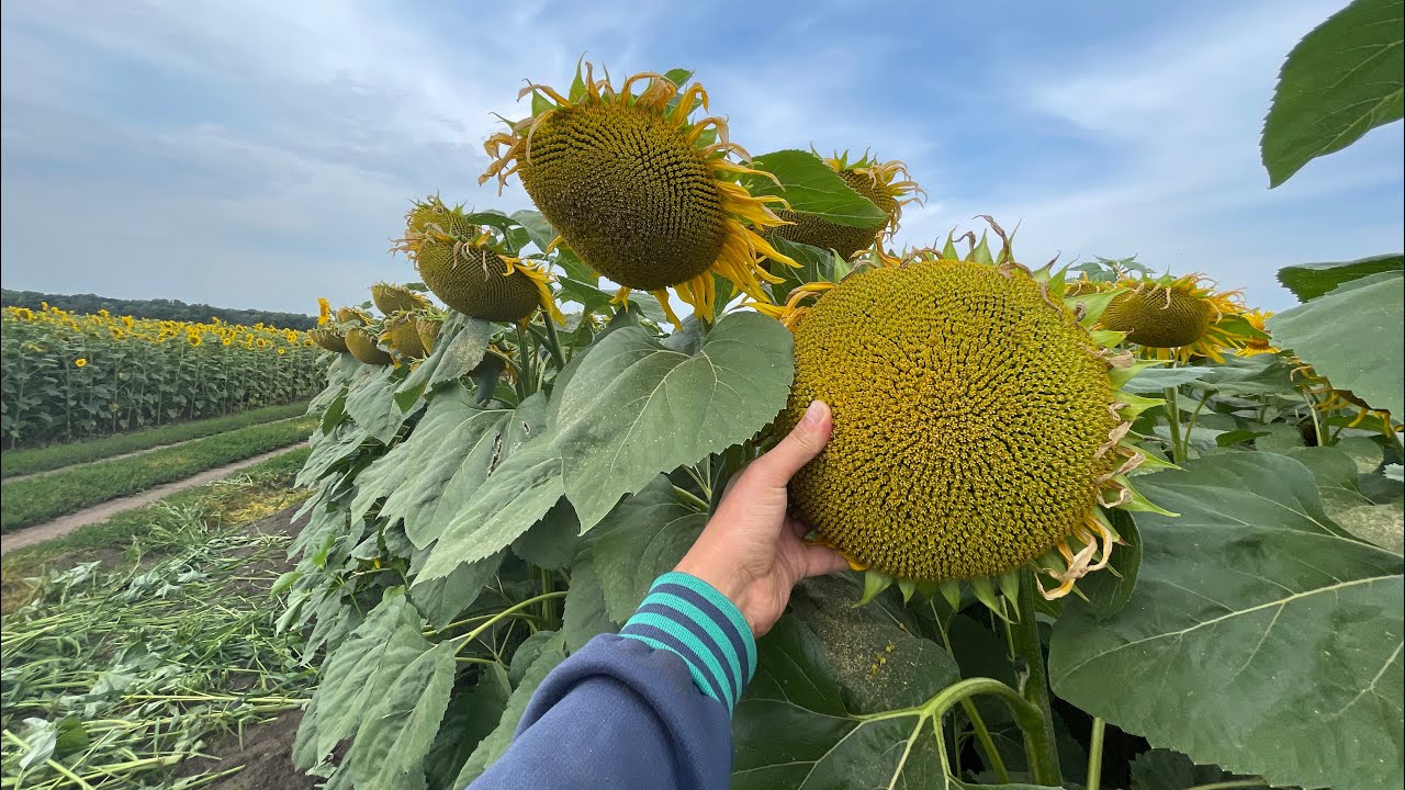 Добротний соняшник 🌻від компанії LG