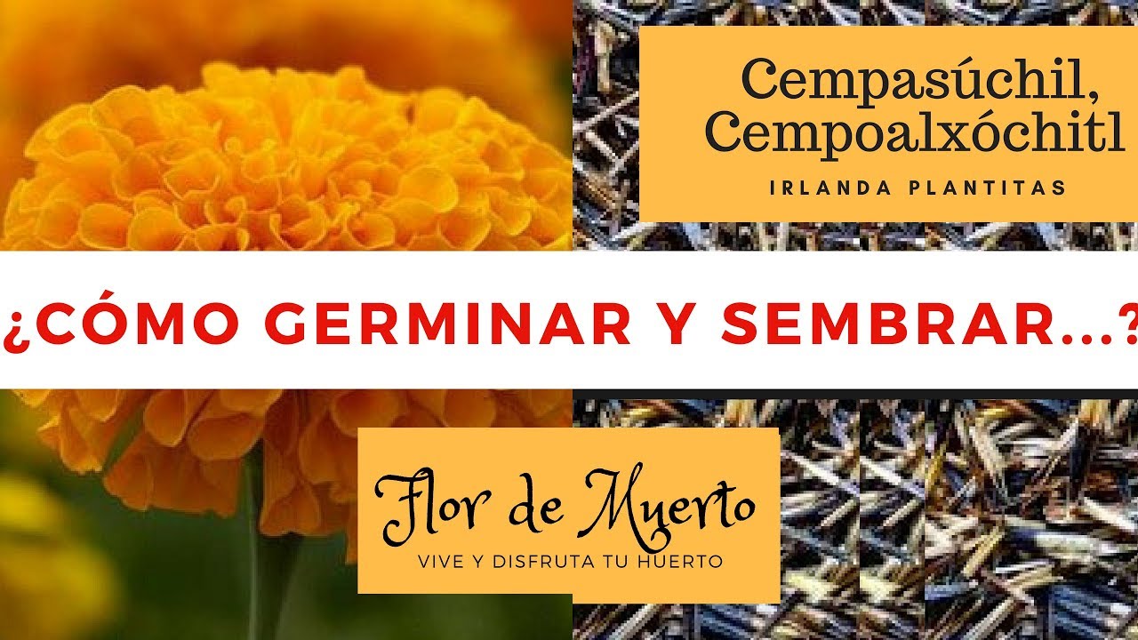 C&oacute;mo Germinar y Sembrar Flor de Cempasuchil Paso a Paso// Flor de Muerto// Tagetes//
