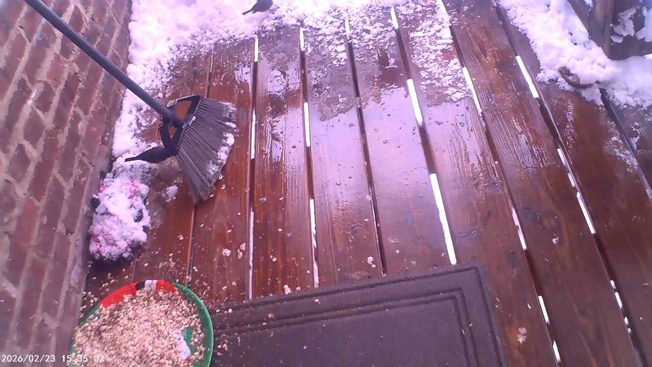Mothman’sChamber 001/Birds in a snow day