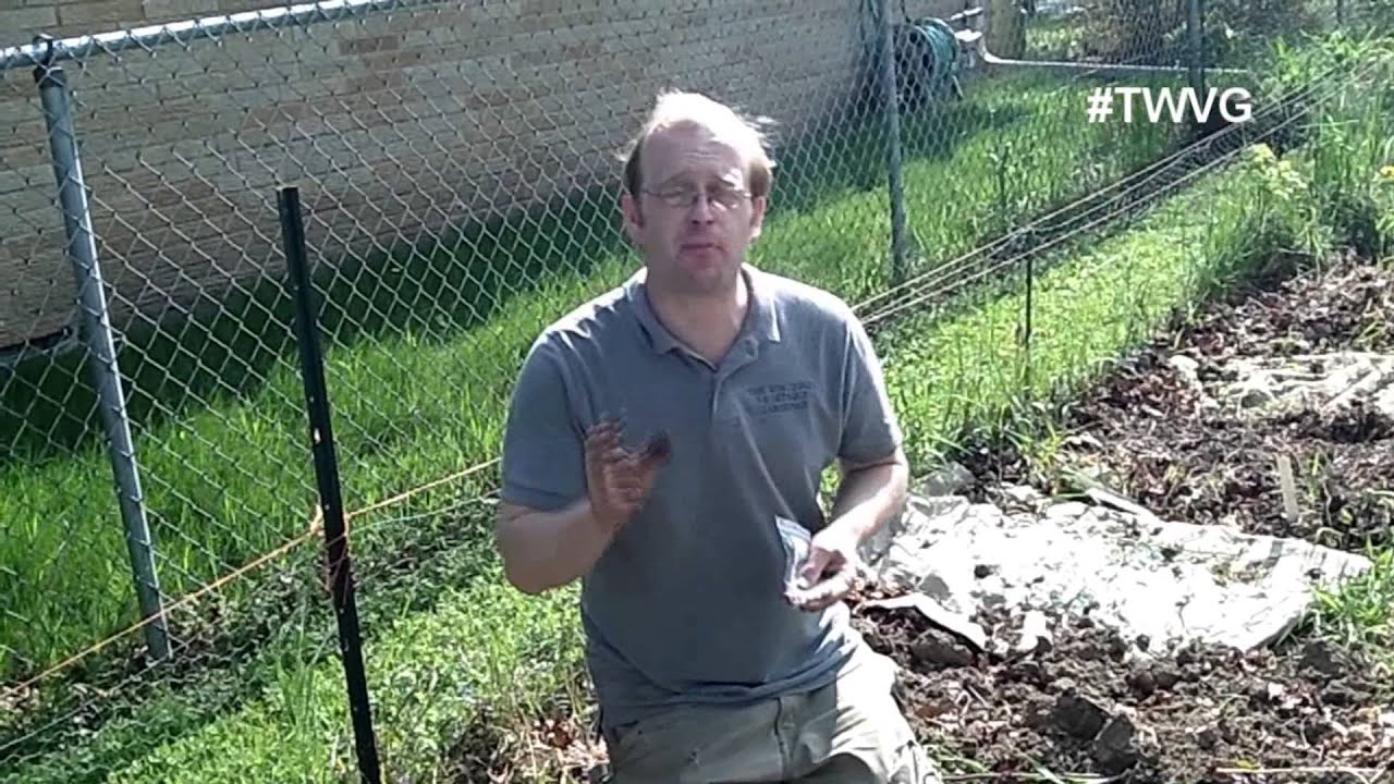 Growing Chick Peas Quick tip