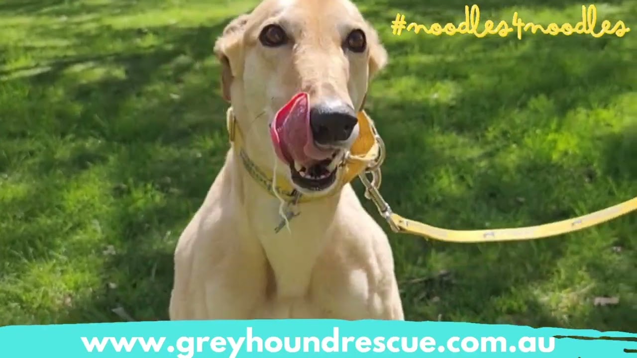 Greyhound Rescue #Noodles4noodles