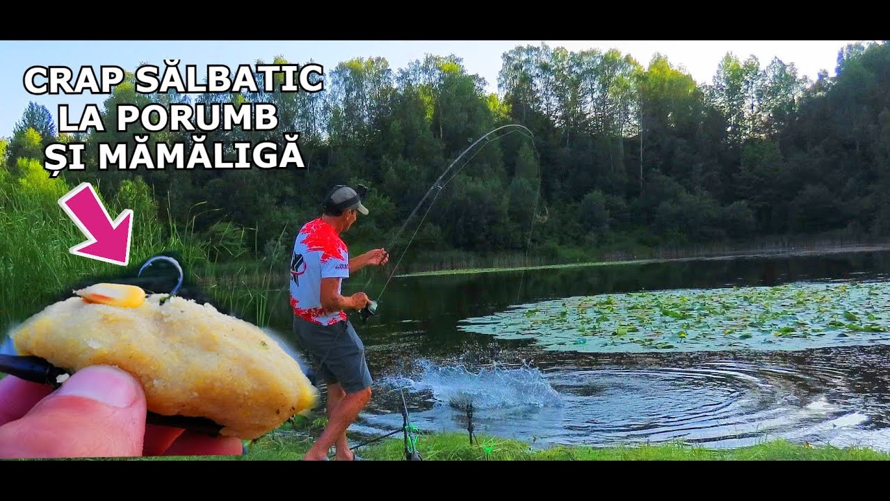 Pescuit CRAP SĂLBATIC La MAL cu Mămăligă si Porumb-BĂTĂLIA De La Nufărul Norocos la Lacul din Padure