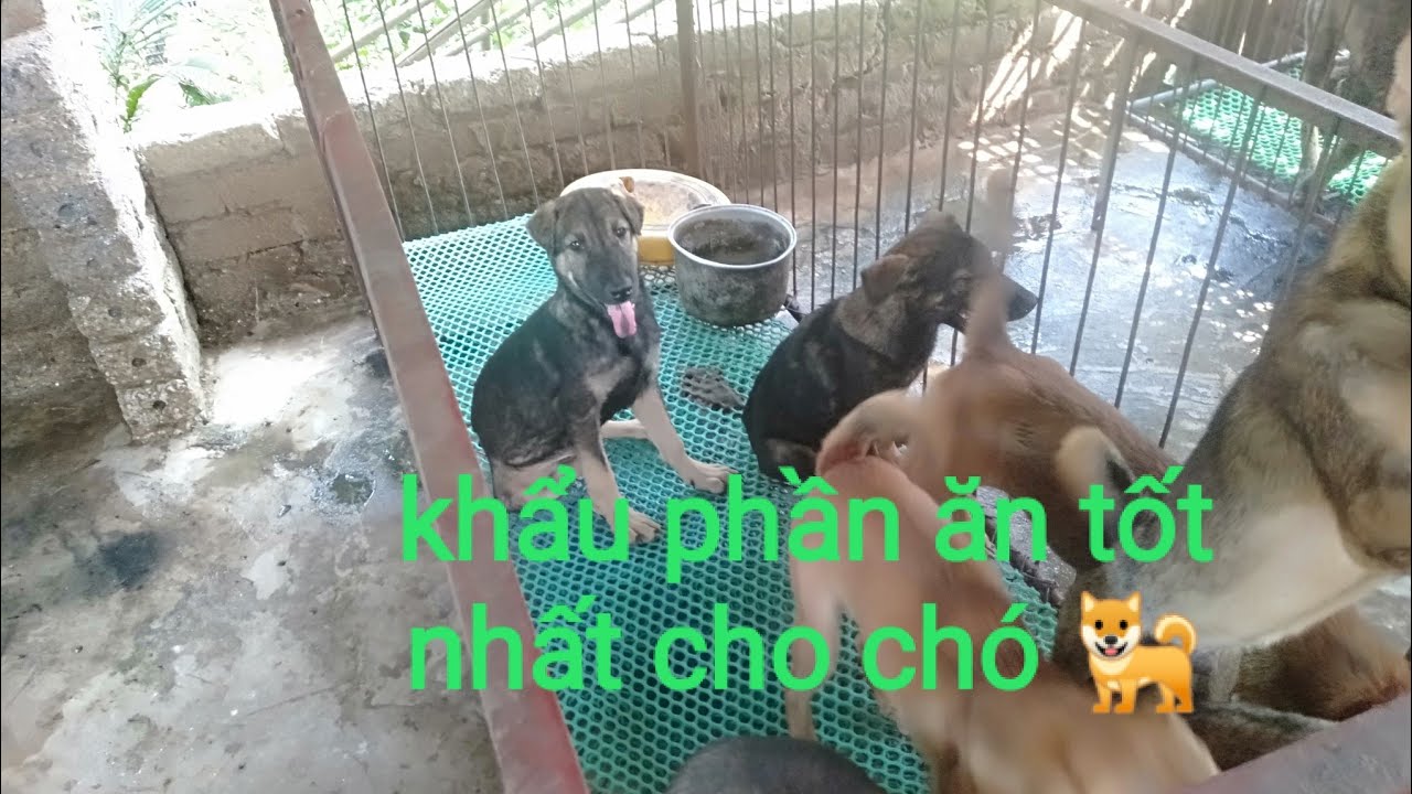 Kinh nghiệm chăm sóc chó đạt hiệu quả cao | N N T Y