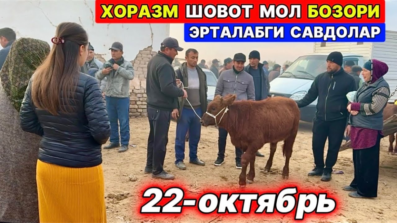 ХОРАЗМ ШОВОТ МОЛ БОЗОРИ&hellip; ЁШ ХЎКИЗЧАЛАР САВДОЛАРИ  22-октября 2025 г.