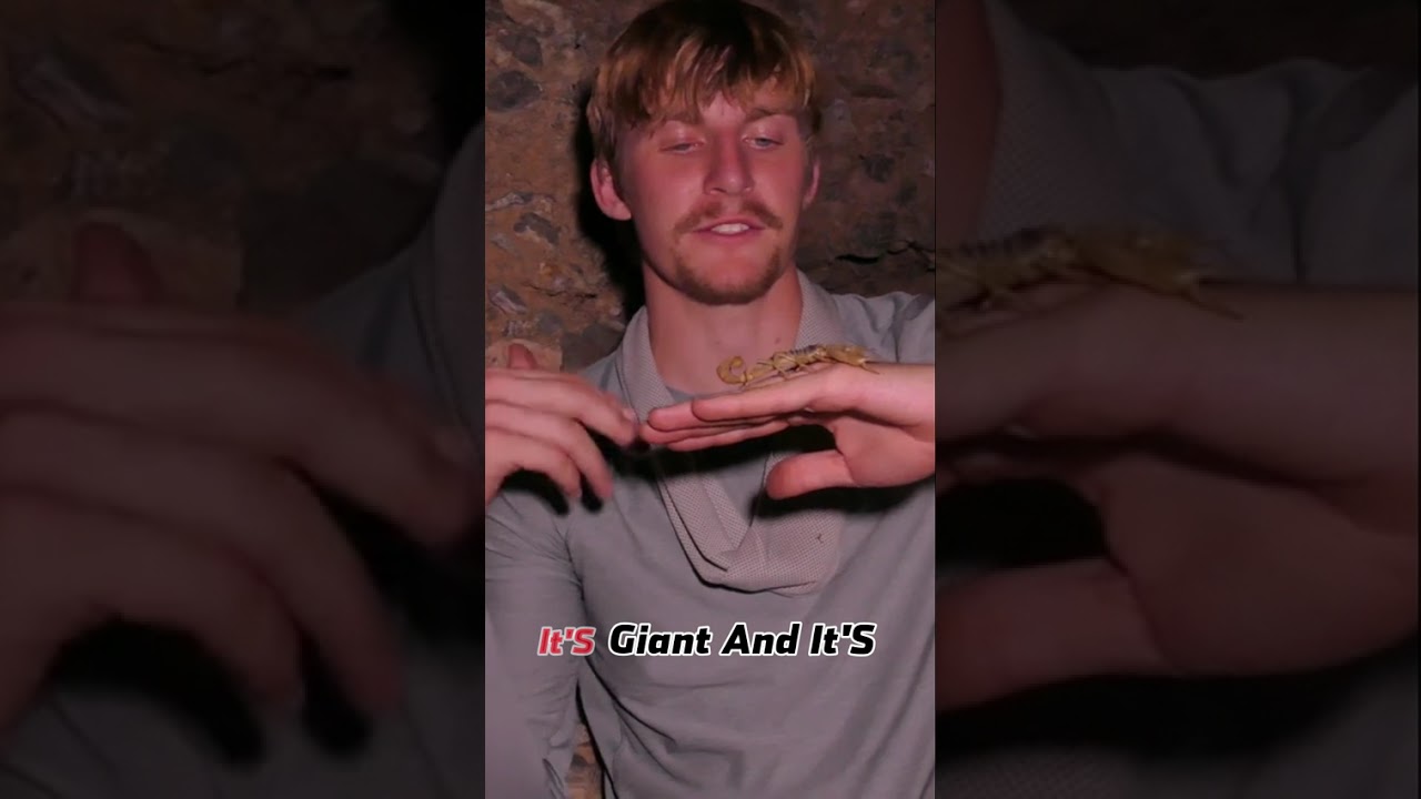 Why Is It Called The Giant Desert Hairy Scorpion 🌟