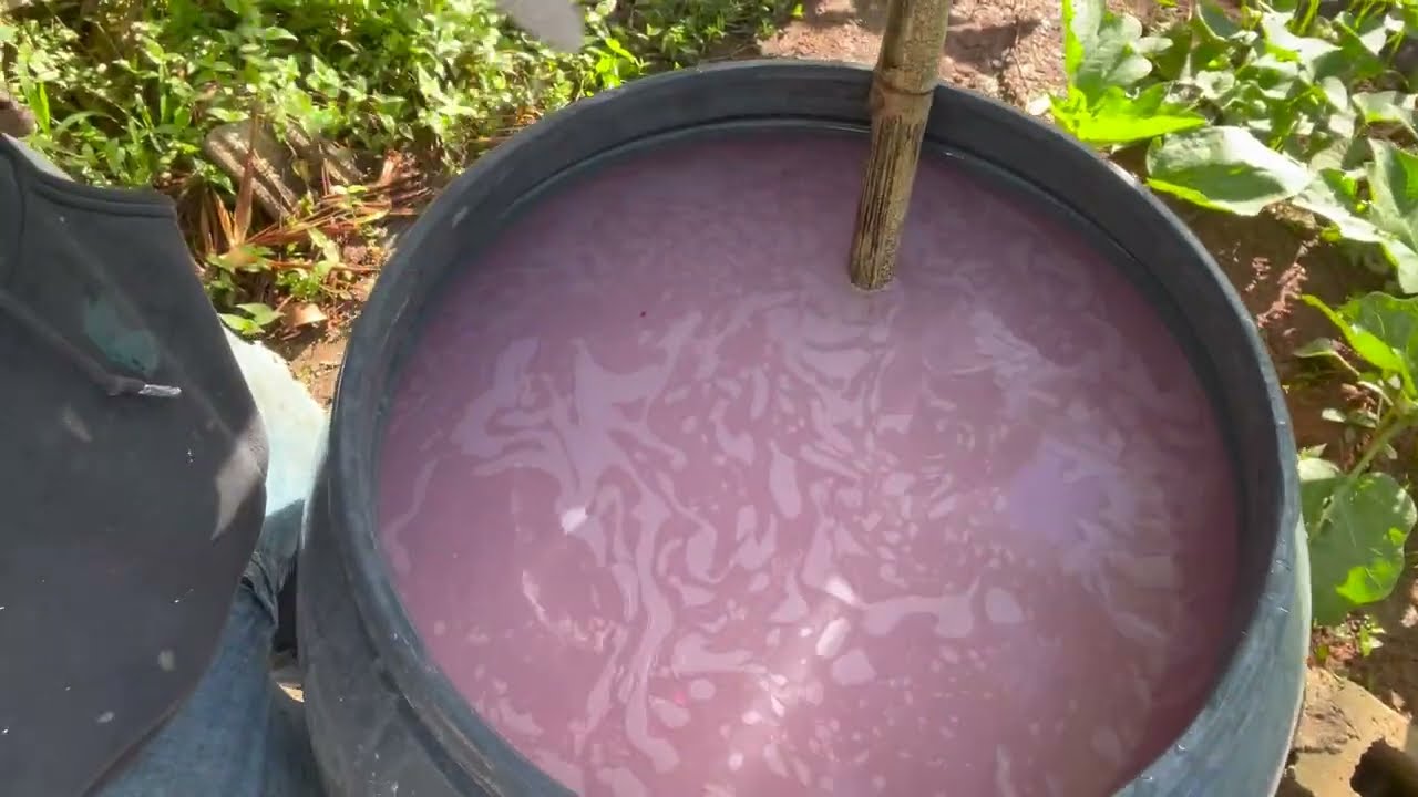 Combatir la Bacteriosis en Maracuyá - (Parte 1)