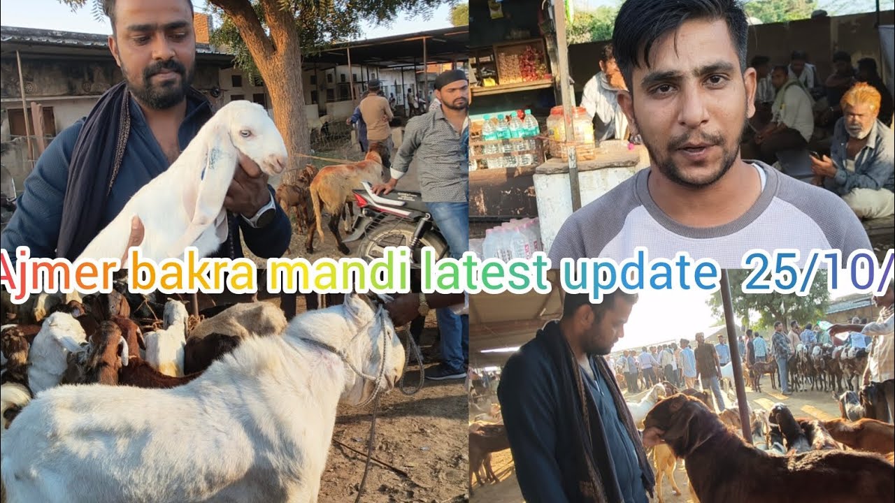Ajmer bakra mandi latest update 😍 25/10/25||full information of ajmer bakra mandi🚨||#bakra#vlog#goat
