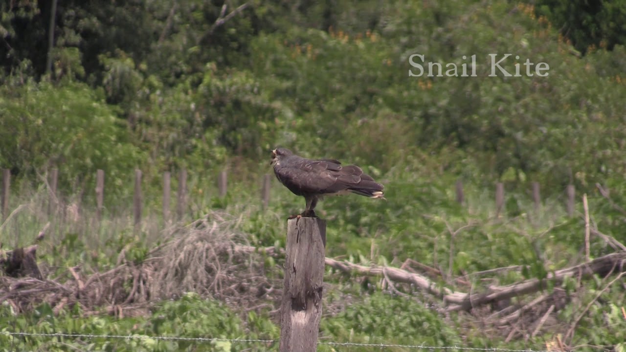 Birding in Suriname PART 1