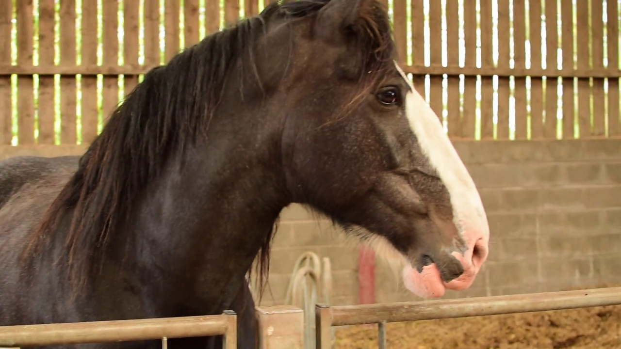 Foal Watch 2017 - Carron and Orchid Update