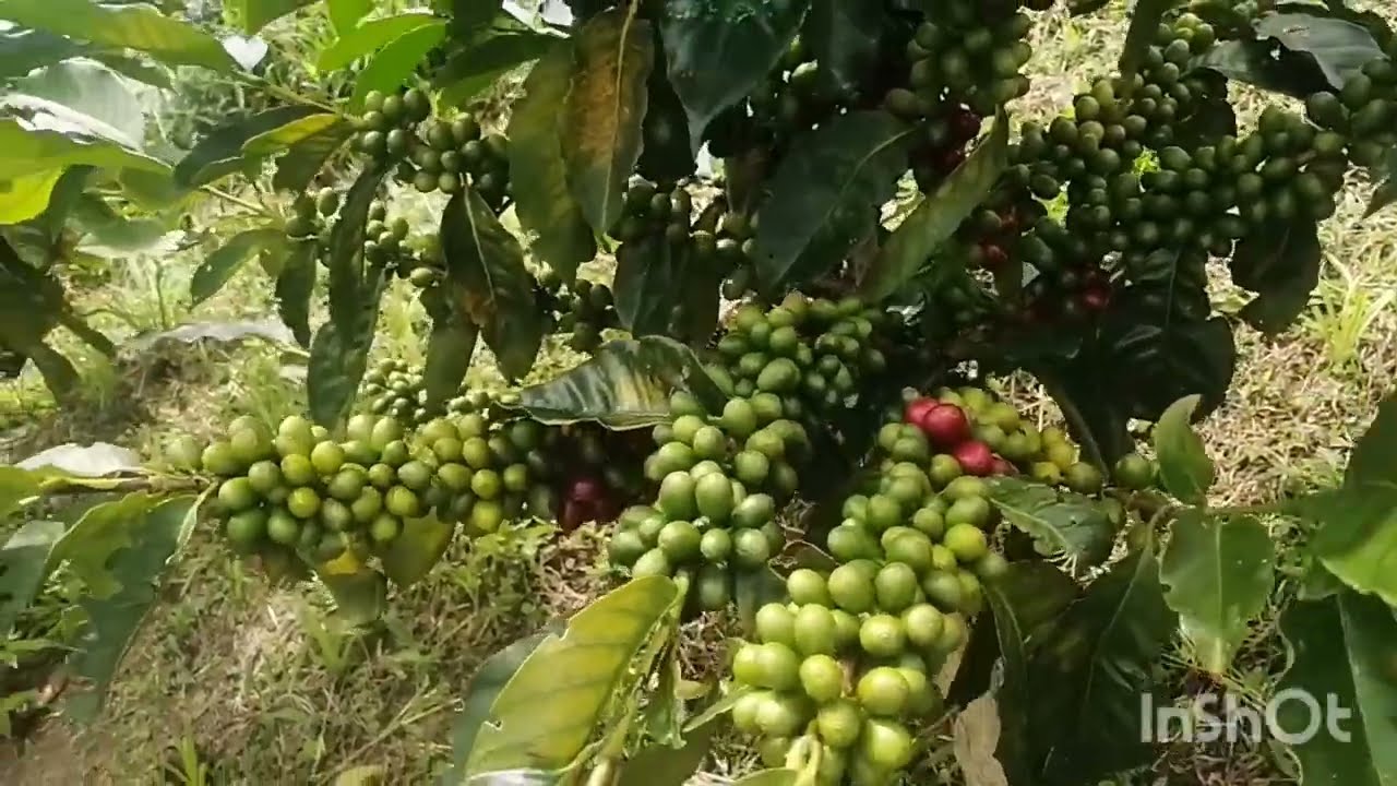 se vende finca  cafetera,  en Guadalupe Huila. (colombia).