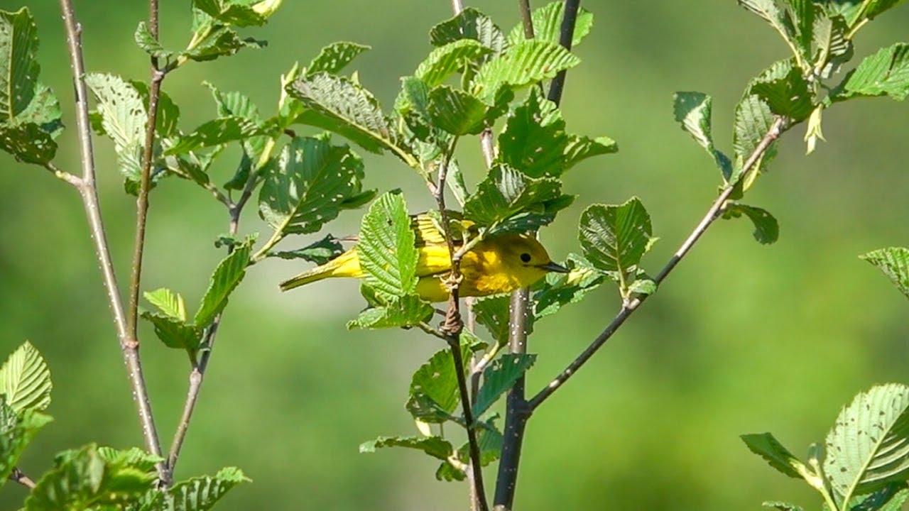 Yellow Warbler Song (12 June 2020)
