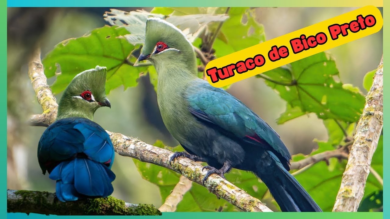 Turaco-de-Bico-Preto: O Verde Mais Brilhante da África!