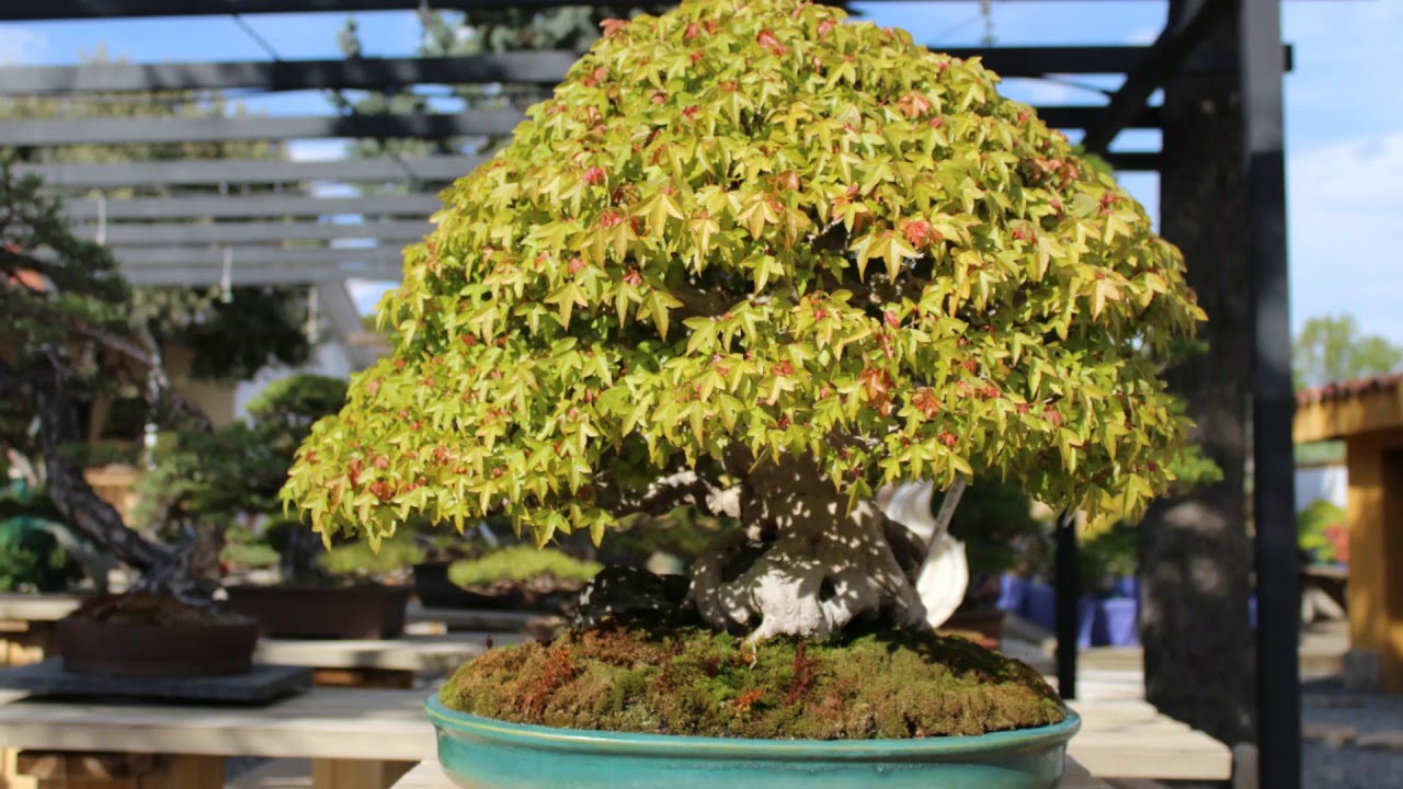 Visiting David Benavente's Bonsai Garden 2019
